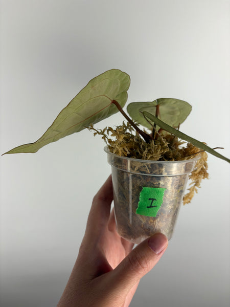 Anthurium red crystallinum nse seed (Indonesia) I
