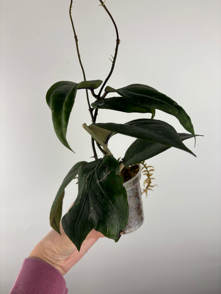 Hoya sp aceh Gomas 1