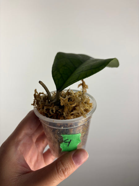 Hoya tanggamus round leaf 4