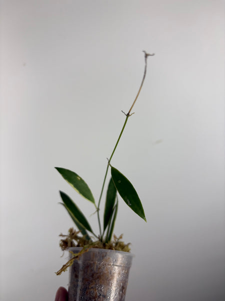 hoya tsangii albomarginata C