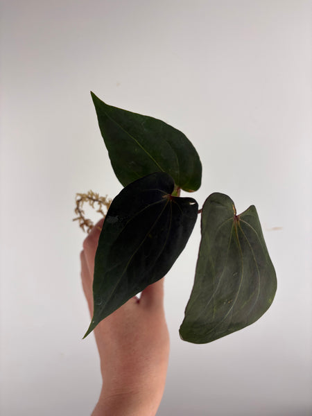 Anthurium blue papi x Michelle D
