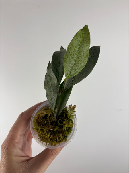 hoya amicabilis silver 4