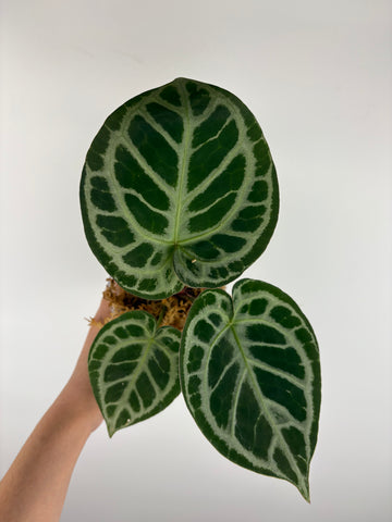 Anthurium red tiger 4