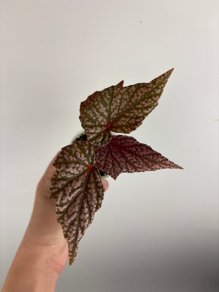 Begonia 'Faerie Dragon'