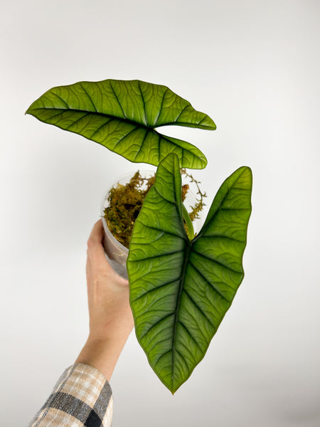 Alocasia kertawijaya A