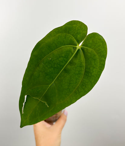 Anthurium papillilaminum x Zara x papillilaminum Fort Sherman (Thailand)