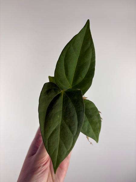 Anthurium dressleri x dark pheonix A1