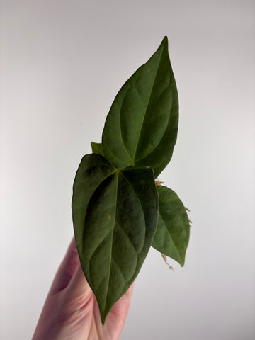 Anthurium dressleri x dark pheonix A1