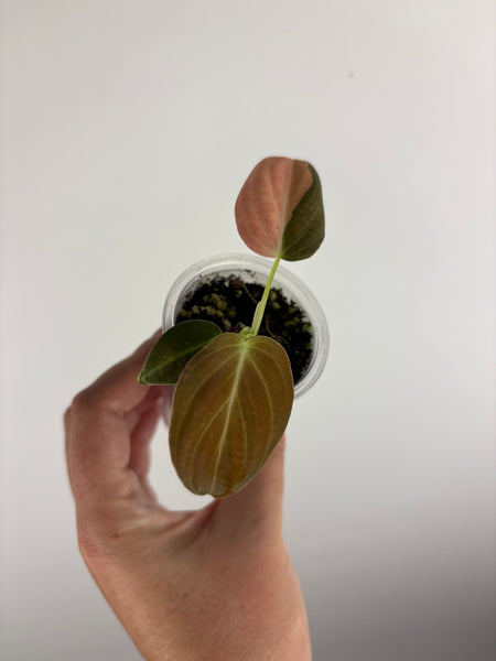 philodendron melanochrysum orange variegated A