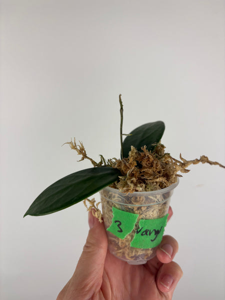 hoya vangviengiensis 3