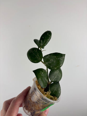 hoya lacunosa sweet love A