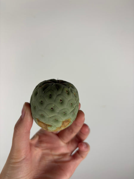 Tephrocactus geometricus 1
