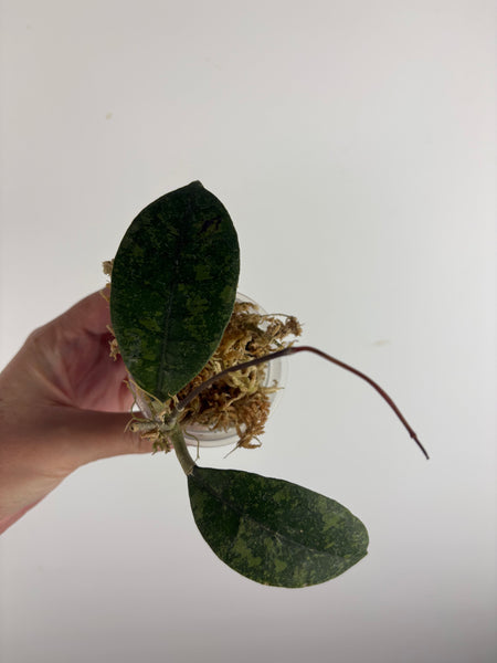 Hoya sp kalbar round leaf 3