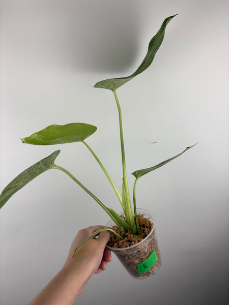 Monstera vietciosa (Thailand) E