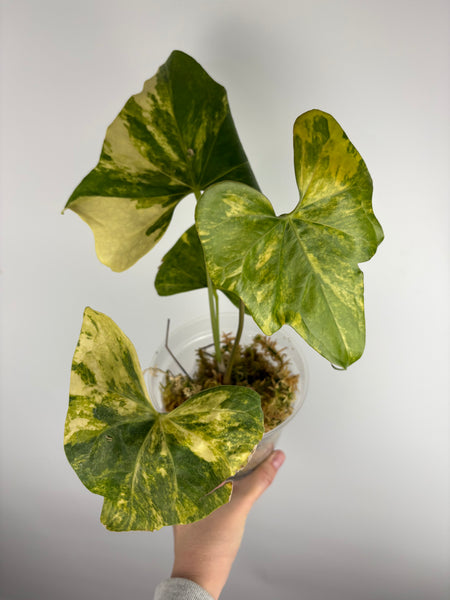 Anthuriums pterodactyl variegated B