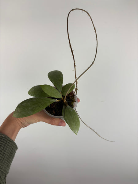 hoya erythrostemma silver