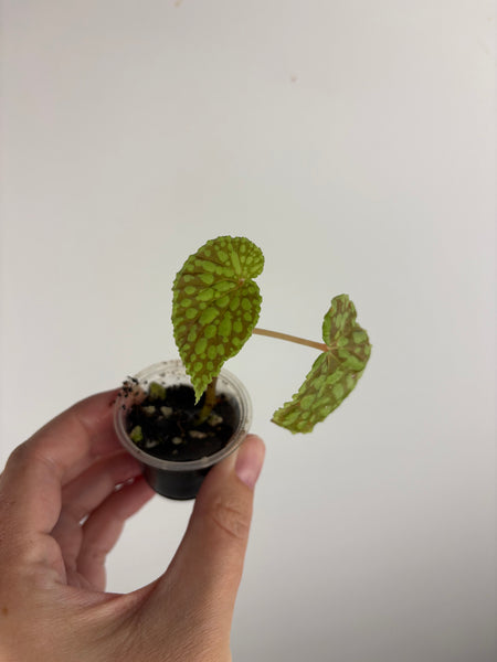 Begonia Chlorosticta Red