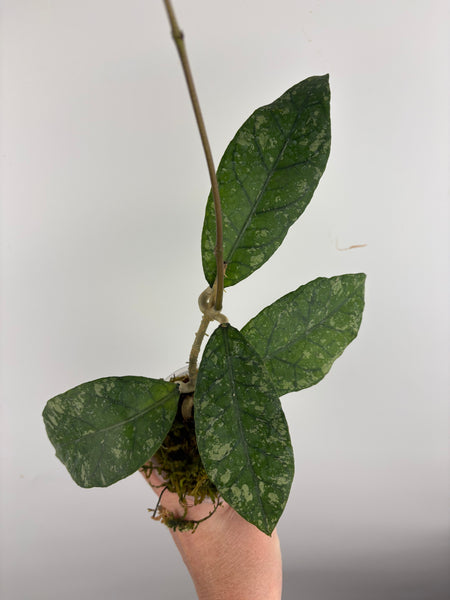 Hoya sp aceh barat