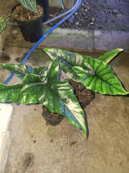 Alocasia princep sp kalimantan barat