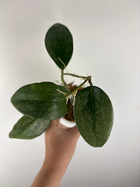 Hoya Latifolia 'rimba perak' C