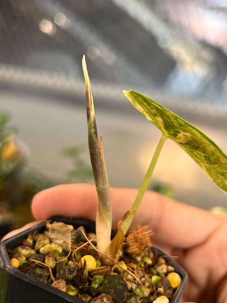 Alocasia azlanii aurea unacclimated (Thailand)