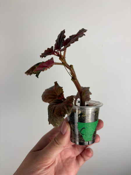 begonia cucullata pink low var C