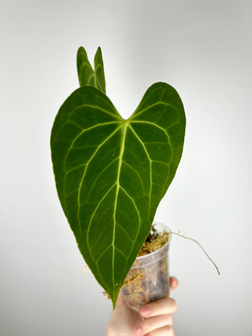 Anthurium Green mamba C