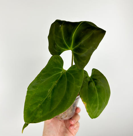 Anthurium bison B as is