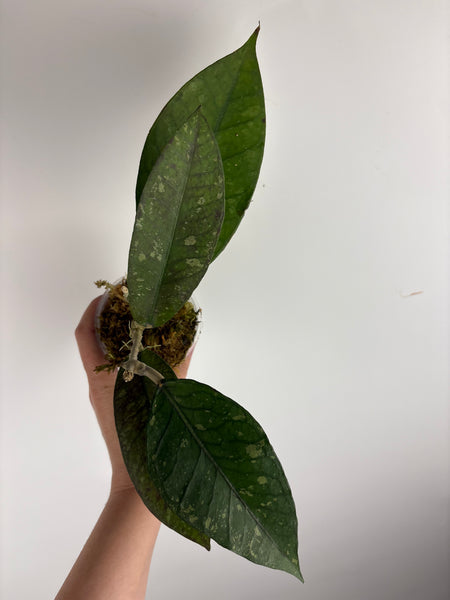 hoya Sp aceh new C