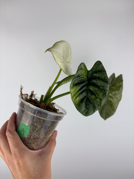 Alocasia Sinuata Albo Var A