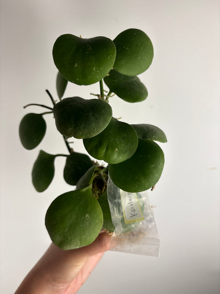 hoya kastbergii