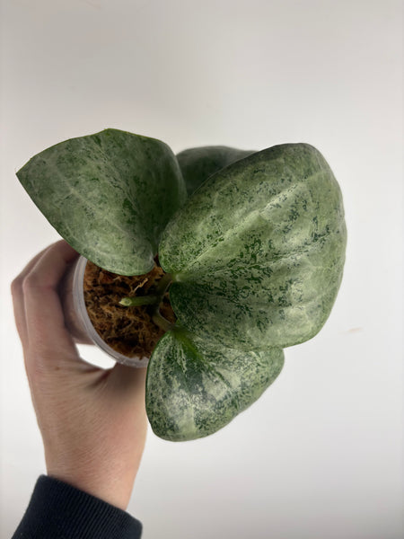 Hoya Latifolia silver (Thailand)