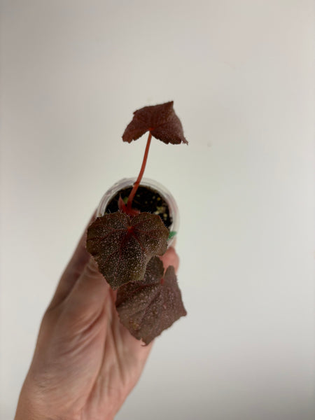 Begonia Robin E