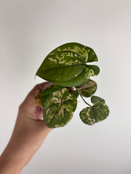 Dioscorea Filiformis ‘Gamma Ray’ (Thailand) B