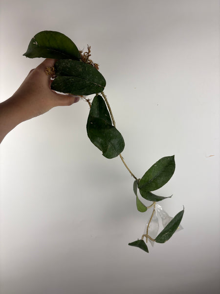 Hoya sp aceh
