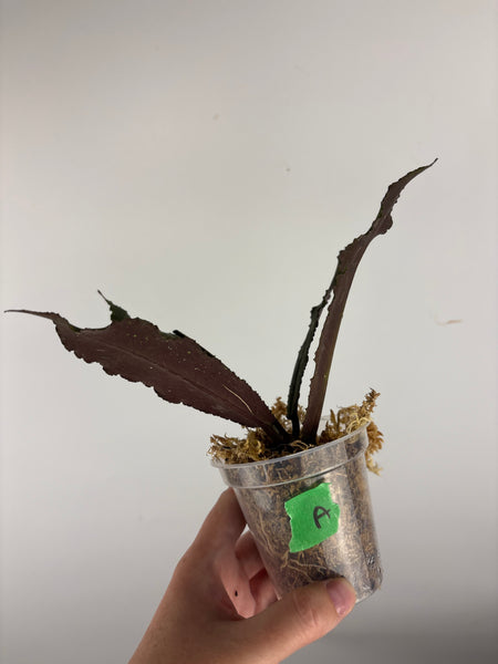 Hoya Undulata purple silver A