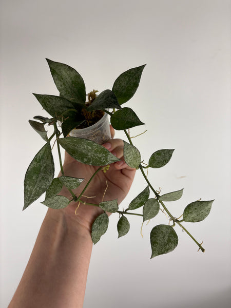 hoya lacunosa nirwana D