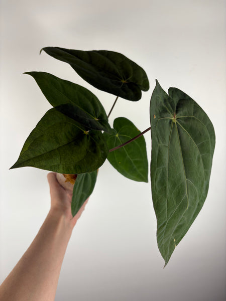 Anthurium magnificum x red dark phoenix