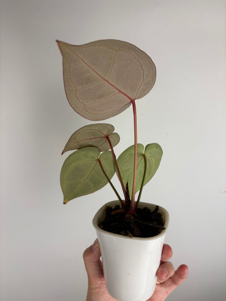 Anthurium - missing ID - I think red crystal