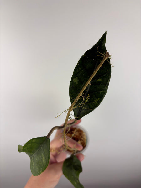 hoya Sp aceh ar11
