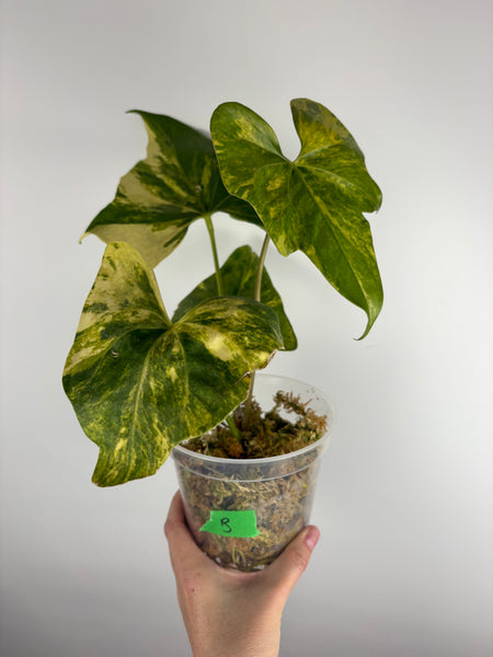 Anthuriums pterodactyl variegated B