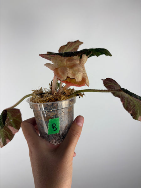 Begonia solimutata Variegated B