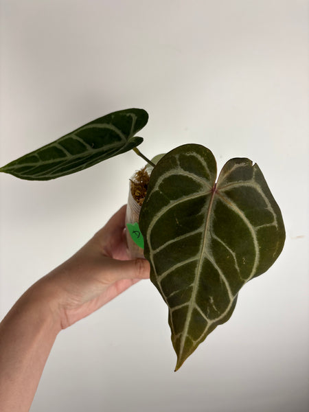 anthurium (red velvet cake x dark handsome) x dreamwaver (Thailand) A