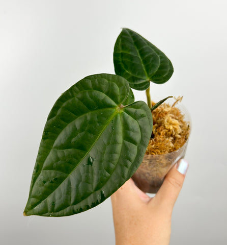 Anthurium Besseae aff x Luxurians E (Thailand)