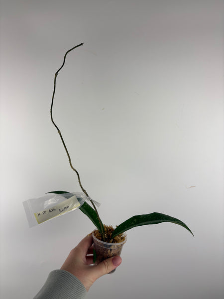 hoya sp aceh enma/elma