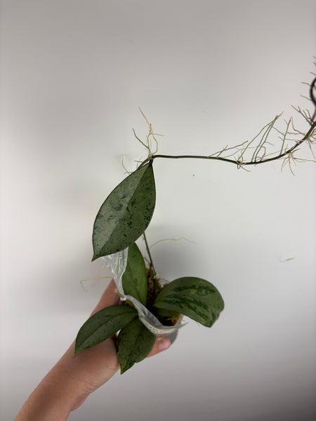 Hoya blizzard