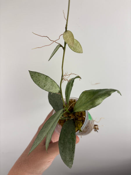 Hoya lacunosa winter pandora D