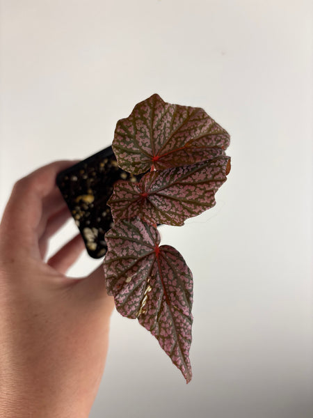 Begonia 'Faerie Dragon' C