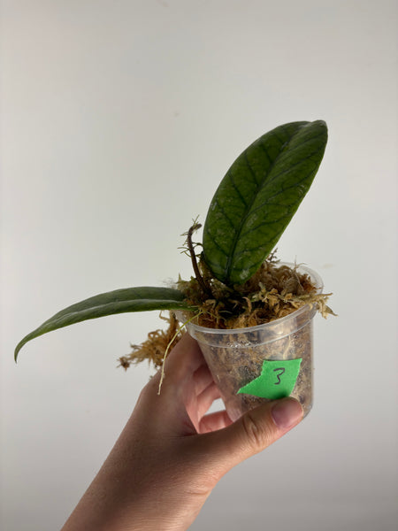 Hoya Meredithii Sp Aceh 3A