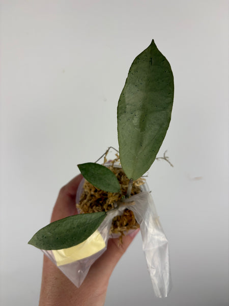 Hoya aff emperor